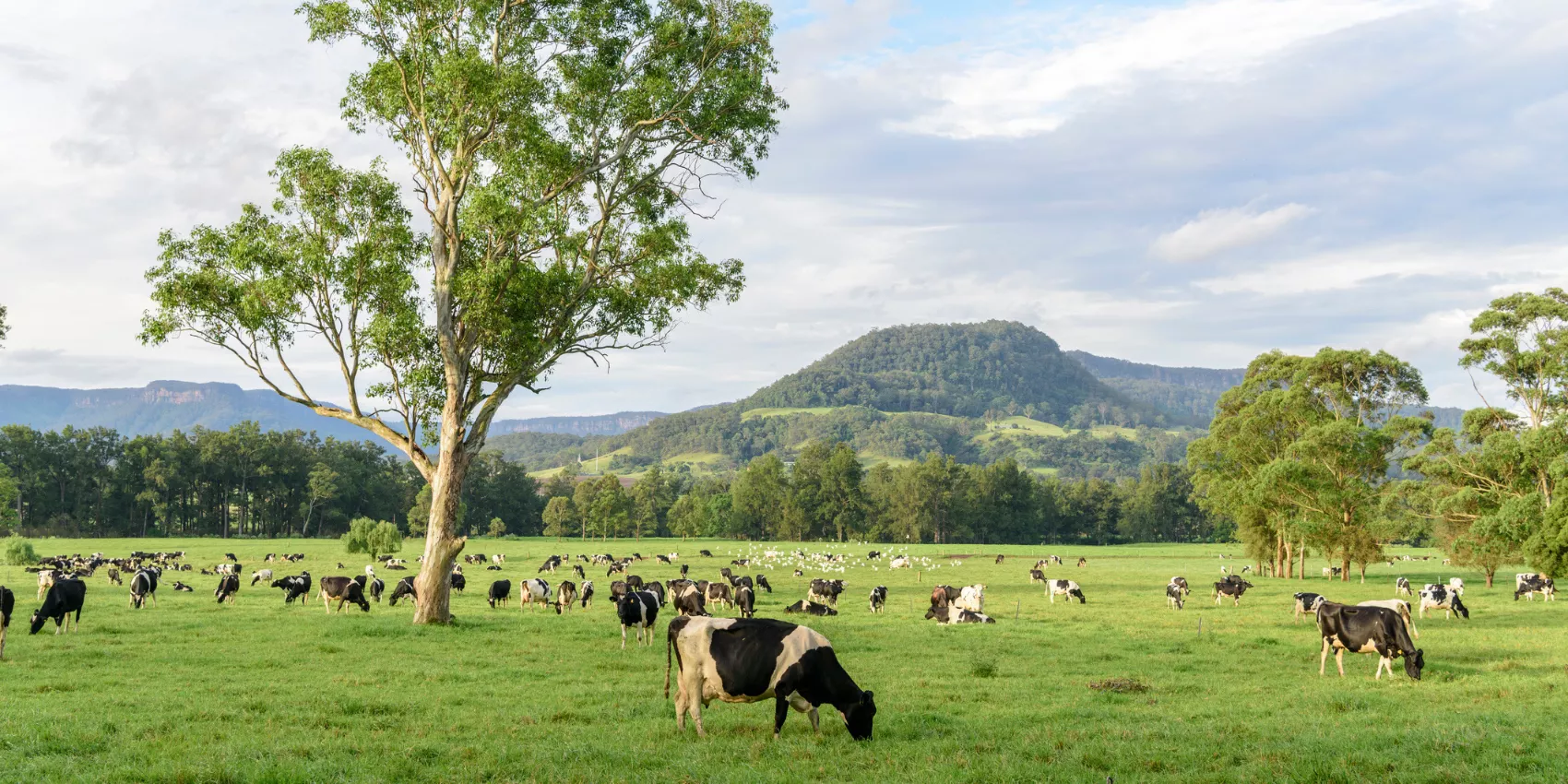 Cows in a grassy Australian field