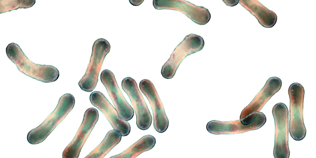 Image of Corynebacterium diphtheriae